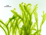 Aspetto delle porzioni apicali del tallo